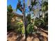 View of the home's exterior and tropical backyard landscaping on a sunny day at 2806 Grey Oaks Blvd, Tarpon Springs, FL 34688