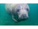Close-up of a gentle manatee underwater, highlighting the area's unique wildlife and natural beauty at 6183 Waverly Rd, Weeki Wachee, FL 34607