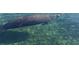 Beautiful view of a manatee swimming in a clear, natural spring at 6183 Waverly Rd, Weeki Wachee, FL 34607