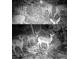 Night vision shot of local deer wildlife foraging on and around the home's property at 11227 Lakeview Dr, New Port Richey, FL 34654