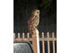 Closeup of an owl perched on a fencepost, a unique aspect of local wildlife nearby at 11227 Lakeview Dr, New Port Richey, FL 34654