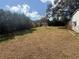 Grassy backyard with a wooden fence, and several trees at 6361 Boxwood St, Brooksville, FL 34602
