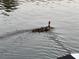 Picturesque view of a duck and ducklings swimming in the serene water of the canal at 4046 Casa Ct, Hernando Beach, FL 34607