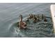 Duck Gathering enjoying a swim in the water near the dock at 4046 Casa Ct, Hernando Beach, FL 34607