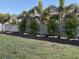 Well-manicured backyard featuring lush green grass, trimmed hedges and healthy palm trees at 1436 Gopher Loop, Tarpon Springs, FL 34689