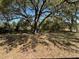Large backyard featuring a mature tree providing ample shade over the lawn at 13648 Crest Lake Dr, Hudson, FL 34669