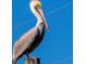 Portrait of a pelican against a vibrant blue sky, showcasing its unique plumage and features at 4058 Centavo Ct, Hernando Beach, FL 34607