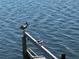 Waterfront features local wildlife and a pier support for relaxing in a peaceful waterfront location at 121 Augusta Ave, Palm Harbor, FL 34683