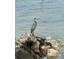 A majestic heron stands poised on a rocky outcrop, blending seamlessly with the tranquil sea and natural surroundings at 4939 Floramar Ter # 810, New Port Richey, FL 34652
