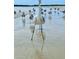 A white heron standing amongst other birds on a wet beach with shallow water at 152 Chelsea Ct, Dunedin, FL 34698