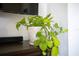 Indoor plant in white ceramic pot sits atop brown surface near TV at 30639 Summer Sun Loop, Wesley Chapel, FL 33545