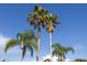 Blue sky view showcasing tall, mature palm trees at 5412 Merkin Pl, New Port Richey, FL 34655