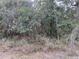Picturesque property featuring a diverse mix of trees and native plants, offering a serene and natural environment at 00 Purdue St, New Port Richey, FL 34654
