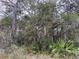 Overgrown property view showcasing dense trees and vegetation, creating a natural, private setting at 00 Purdue St, New Port Richey, FL 34654
