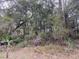 Heavily overgrown property view, featuring dense vegetation and mature trees, offering a secluded ambiance at 00 Purdue St, New Port Richey, FL 34654