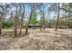 Large, open backyard with mature trees, featuring a screened pool in the distance, provides ample space for outdoor activities at 10531 Lakeview Dr, New Port Richey, FL 34654