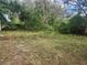 View of the overgrown backyard featuring mature trees and patchy lawn at 13120 Davista Ave, New Port Richey, FL 34654