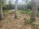 Backyard featuring three mature trees, overgrown vegetation, and an aged outdoor table at 13120 Davista Ave, New Port Richey, FL 34654
