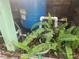 Close up of the well's pump and pipes with ferns and a blue water tank at 13120 Davista Ave, New Port Richey, FL 34654