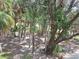 Lush tropical trees and vegetation fill the serene backyard, offering shade and privacy to the home at 3461 Gum Dr, Weeki Wachee, FL 34607