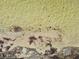 Close-up view of a sandy beach shoreline with clear, shallow water and natural vegetation at 3461 Gum Dr, Weeki Wachee, FL 34607