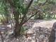 View of the yard with lush tropical plants and a decorative pot at 3461 Gum Dr, Weeki Wachee, FL 34607