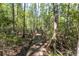 A wooden path meanders through a lush green forest, inviting peaceful walks and nature exploration at 10134 Buck Dr, New Port Richey, FL 34654