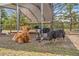 Animal shelter with a variety of animals, including a baby cow, sheep, and pig, relaxing underneath at 3431 Saturn Rd, Brooksville, FL 34604