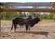 Outdoor cattle pen featuring a wooden fence, providing a secure area for animal grazing at 3431 Saturn Rd, Brooksville, FL 34604