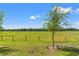 A lush, green backyard featuring a small tree with a bucket at its base at 5383 Companion Ln, Tampa, FL 33619