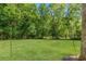 Over-sized green backyard features a tree-lined back fence for privacy at 1013 Sweet Jasmine Dr, Trinity, FL 34655
