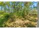 Lush backyard foliage with ample space for outdoor activities and exploration at 10540 Noddy Tern Rd, Weeki Wachee, FL 34613