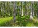 Lush and green wooded lot featuring mature trees and verdant ground cover, creating a peaceful natural environment at 1119 Dustan Pl, Trinity, FL 34655