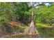 Picturesque creek featuring a unique tree formation along the bank at 3431 Riderwood Dr, Dade City, FL 33523
