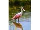 Roseate spoonbill wading in the shallows of a Florida lake at 7538 Landmark Dr, Spring Hill, FL 34606