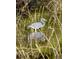 A heron wades gracefully through a natural pond, adding to the backyard's appeal at 7538 Landmark Dr, Spring Hill, FL 34606