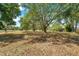 Expansive grassy area with mature trees providing ample shade for recreational activities at 956 Franklin Ct, Palm Harbor, FL 34683