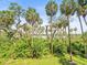 Lush greenery filled with tall palm trees, creating a private and tranquil outdoor space at 4740 Tuscan Loon Dr, Tampa, FL 33619