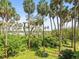 Picturesque view of palm trees and lush greenery creating a serene and private atmosphere at 4740 Tuscan Loon Dr, Tampa, FL 33619