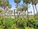Scenic view of palm trees in a verdant landscape, providing a tranquil and private setting at 4740 Tuscan Loon Dr, Tampa, FL 33619