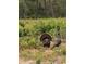 Wildlife in the property's yard includes turkeys foraging in the grass at 6583 River Run Blvd # 21005, Weeki Wachee, FL 34607