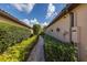 Landscaped side yard featuring a stone path and neatly trimmed hedges for added privacy at 11611 Callisia Dr, Odessa, FL 33556