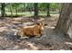 A cow rests peacefully on the grass under the shade of lush trees in a serene rural setting at 1253 Culbreath Rd, Brooksville, FL 34602