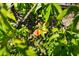 Close-up of a lush fruit tree with ripening peaches, a delightful addition to the property at 1253 Culbreath Rd, Brooksville, FL 34602
