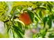 Close up of a ripe peach still hanging on the tree, surrounded by vibrant green leaves, ready to be picked at 1253 Culbreath Rd, Brooksville, FL 34602