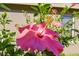 Close-up of a vibrant pink hibiscus flower in full bloom against a neutral-colored wall at 22431 Willow Lakes Dr, Lutz, FL 33549