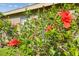 Lush hibiscus bush with bright red blooms against a neutral wall, adding a pop of color at 22431 Willow Lakes Dr, Lutz, FL 33549