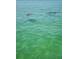 Clear turquoise waters provide a stunning view of dolphins swimming in their natural habitat at 8211 Brent St # 836, Port Richey, FL 34668
