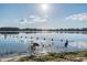 Two wading birds enjoy the lake while the sun shines on a sandy beach at 8755 Marigold Dr, New Port Richey, FL 34654