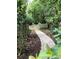 Paved path and gate surrounded by landscaping at 2880 Chelsea N Pl, Clearwater, FL 33759